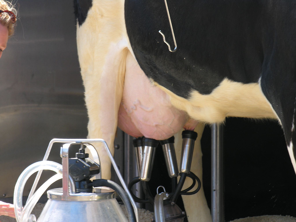 Me this morning, basically. [Cow Milking Demonstration by Judy Baxter, CC BY-NC-SA 2.0]